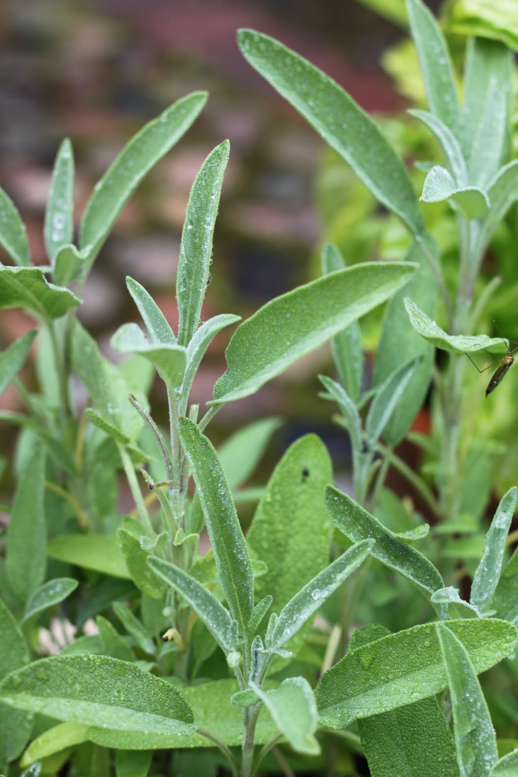 Salviapesto on herkullinen ja monikäyttöinen tahna.

Salvian lehdet ovat lempeän vihreät ja hieman pörröisen näköiset.