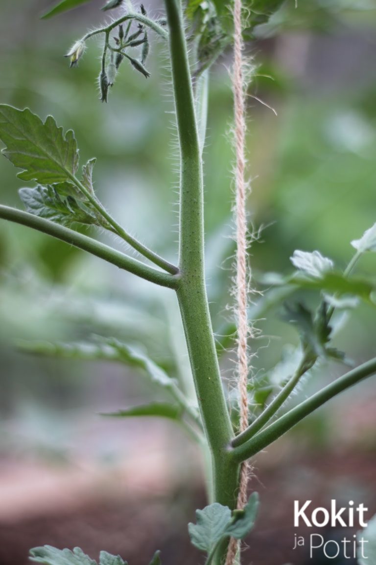 Tomaatin kasvatus – varkaiden poisto