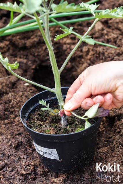 Tomaatin kasvatus – istutus, tukeminen ja lannoitus