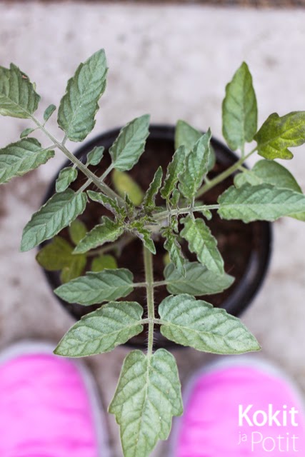Tomaatin kasvatus – taimien karaisu