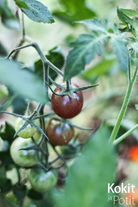 lehtien poistaminen tomaatista
