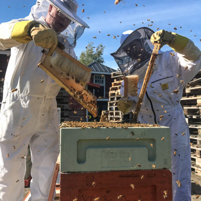 Hello, honey – ensikosketus mehiläistarhaukseen